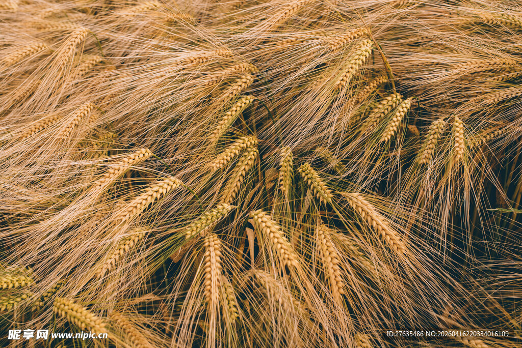 金黄饱满的成熟麦穗