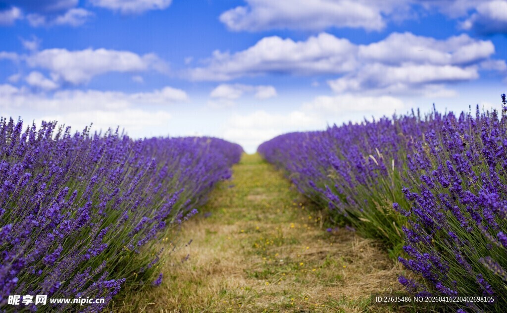 紫色薰衣草花田美景
