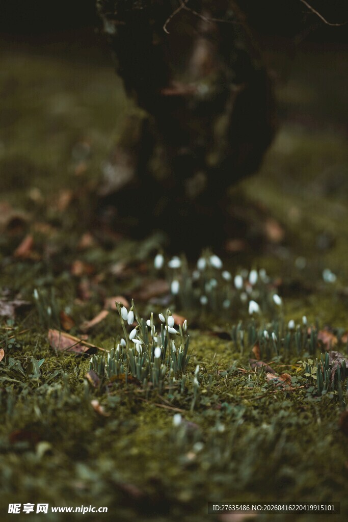 青苔上的晶莹水珠