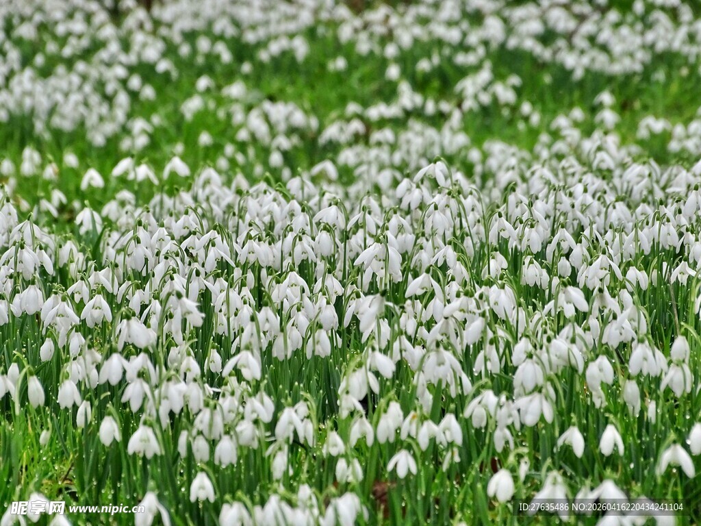 春日白花覆绿地