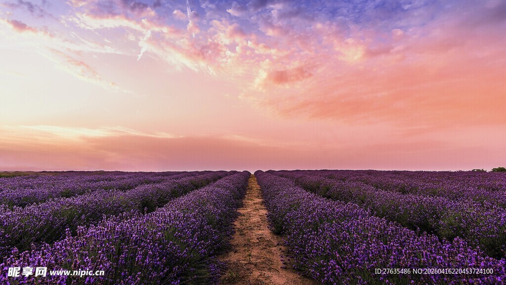 紫色薰衣草田的梦幻黄昏