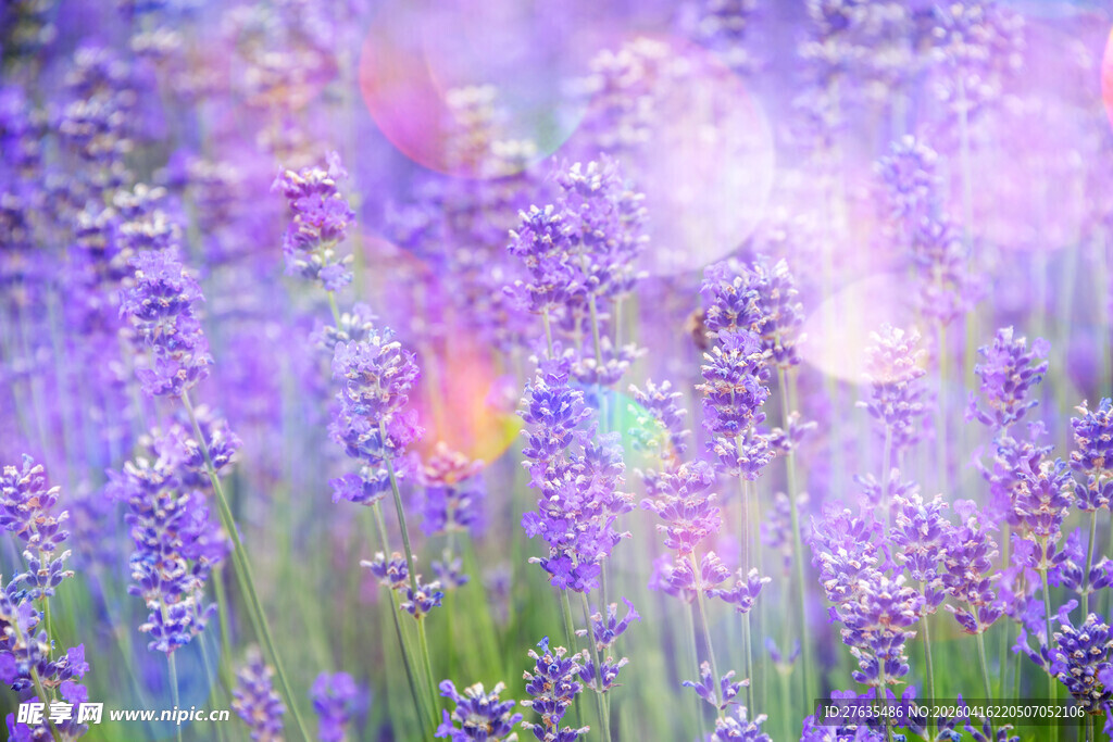 梦幻薰衣草花海美景