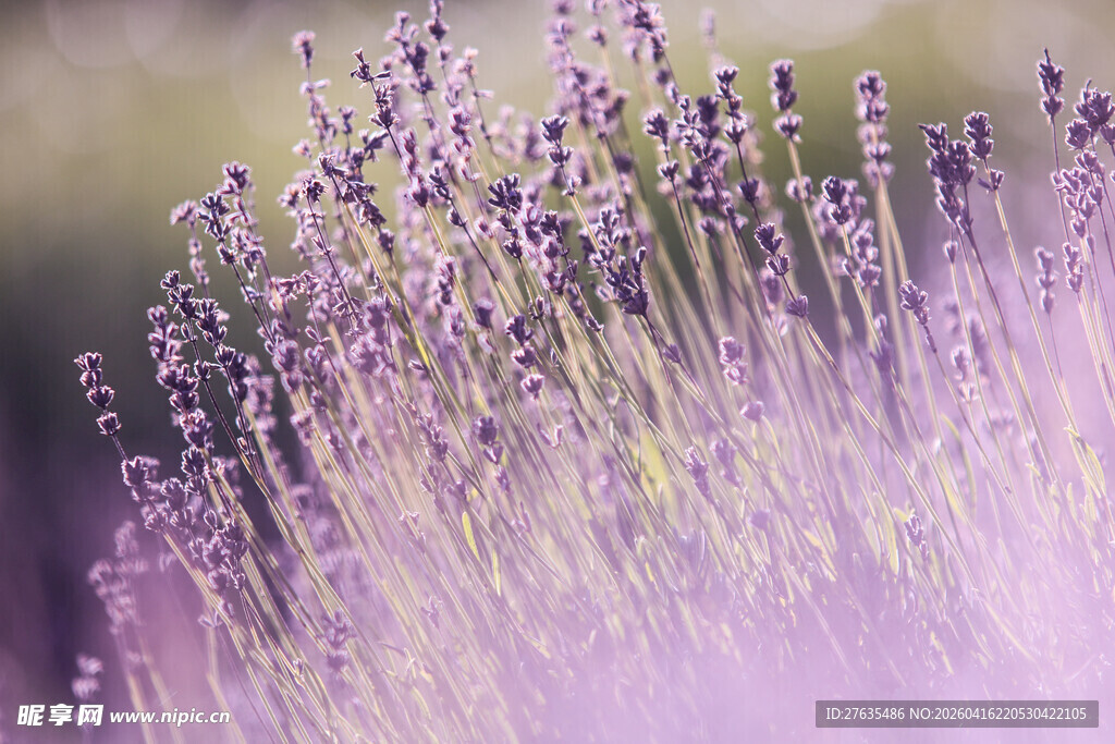 浪漫紫色薰衣草花田