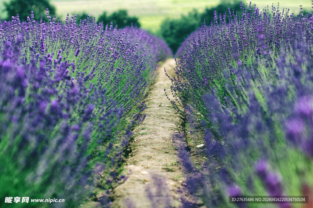 紫色薰衣草花田小径