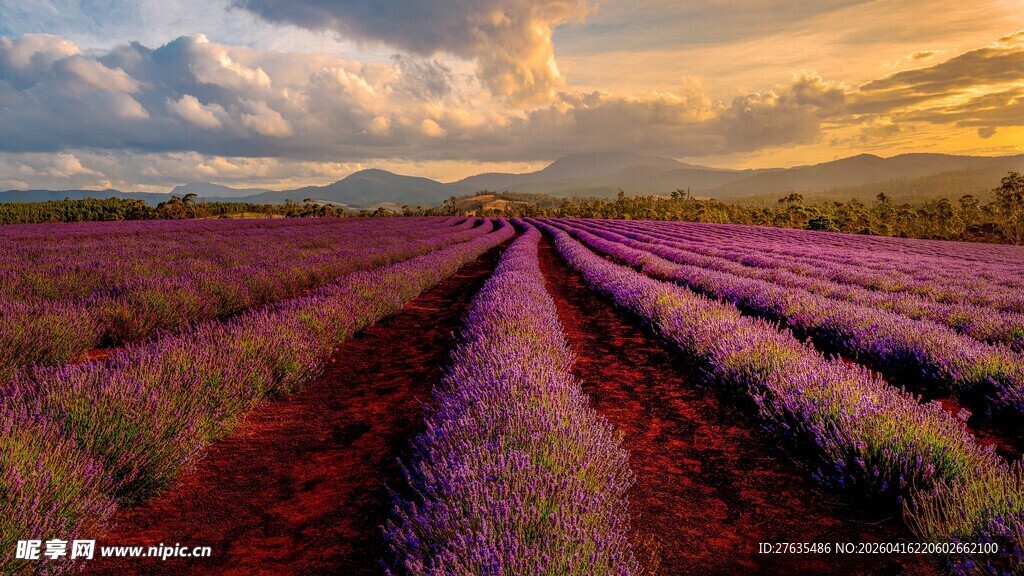 紫色薰衣草田的绝美黄昏