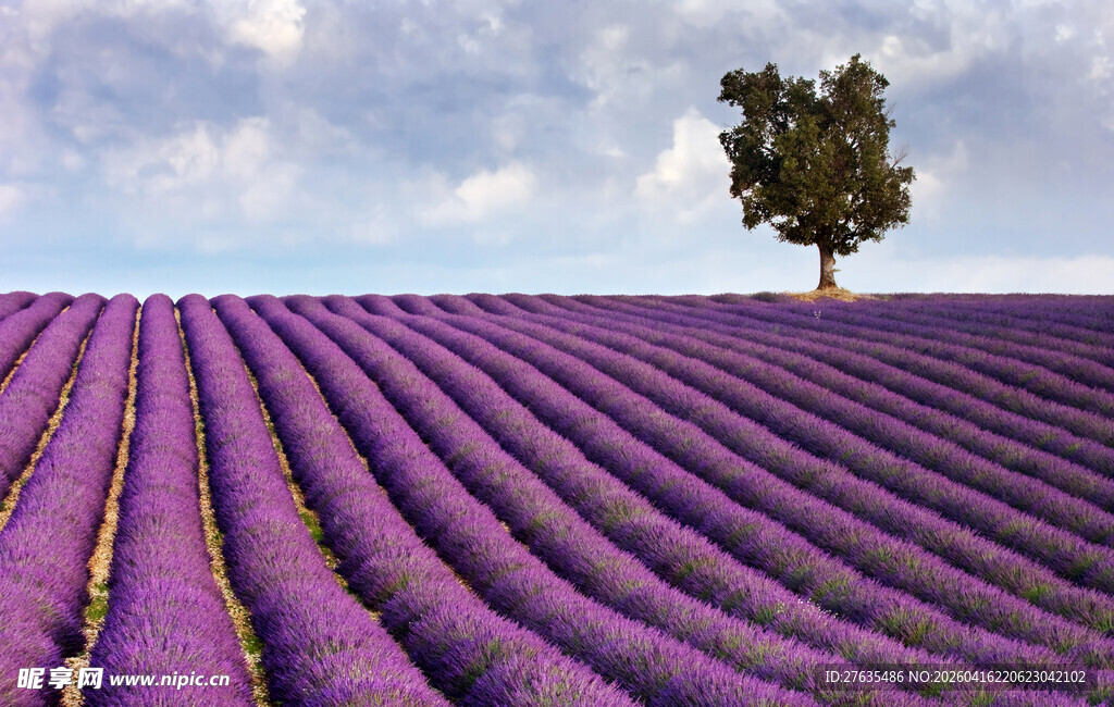 紫色薰衣草田中的孤树