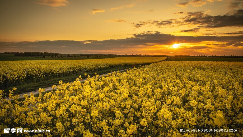 夕阳下的金黄油菜花田