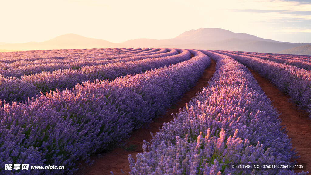 紫色薰衣草田的美丽风光