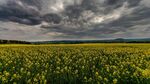 金黄油菜田与阴沉天空