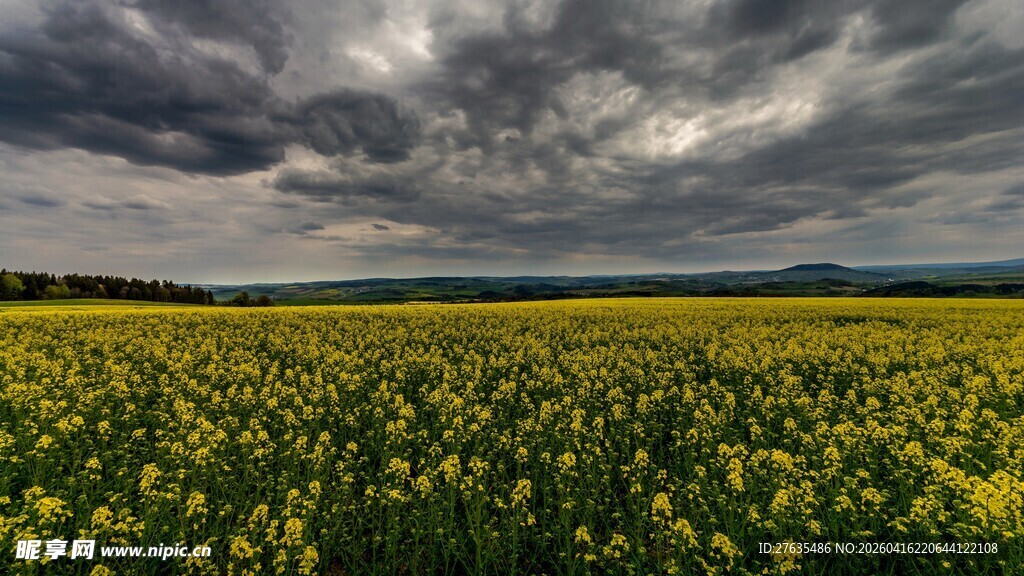 金黄油菜田与阴沉天空