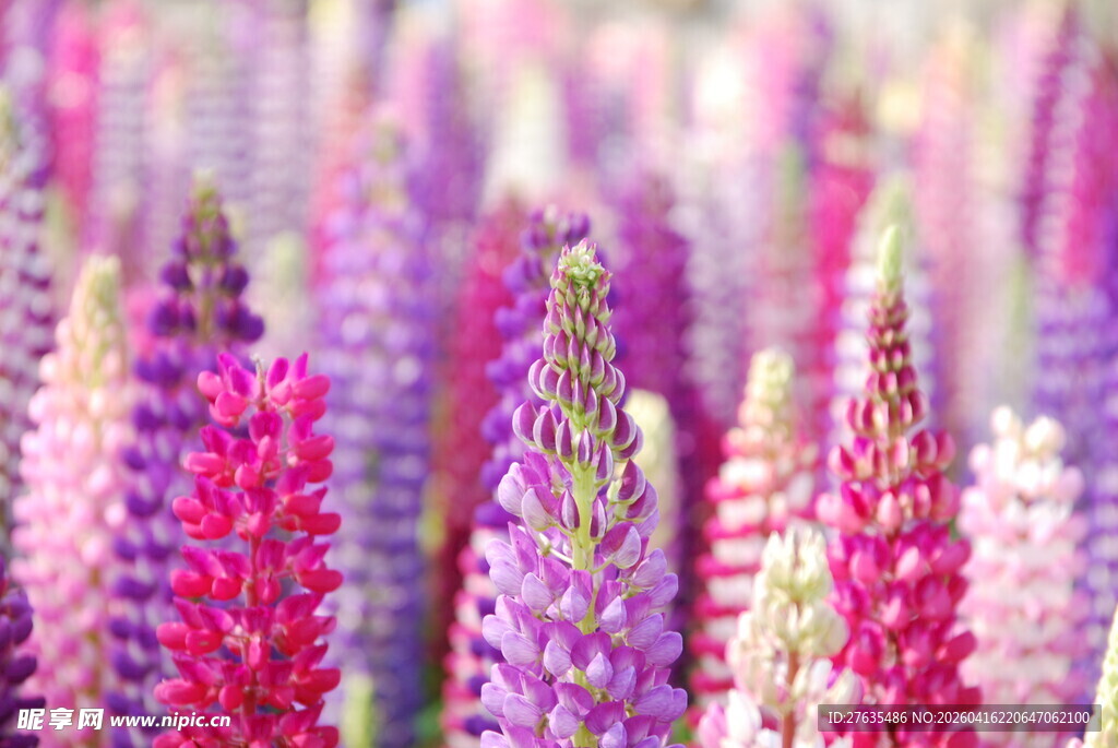 多彩羽扇豆花绽放