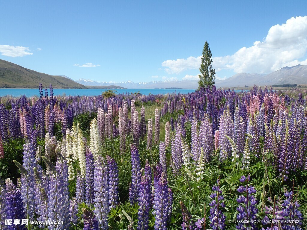 湖畔绚烂羽扇豆花田