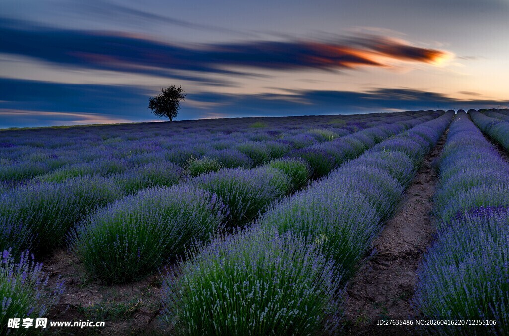 紫色薰衣草田的美丽日落