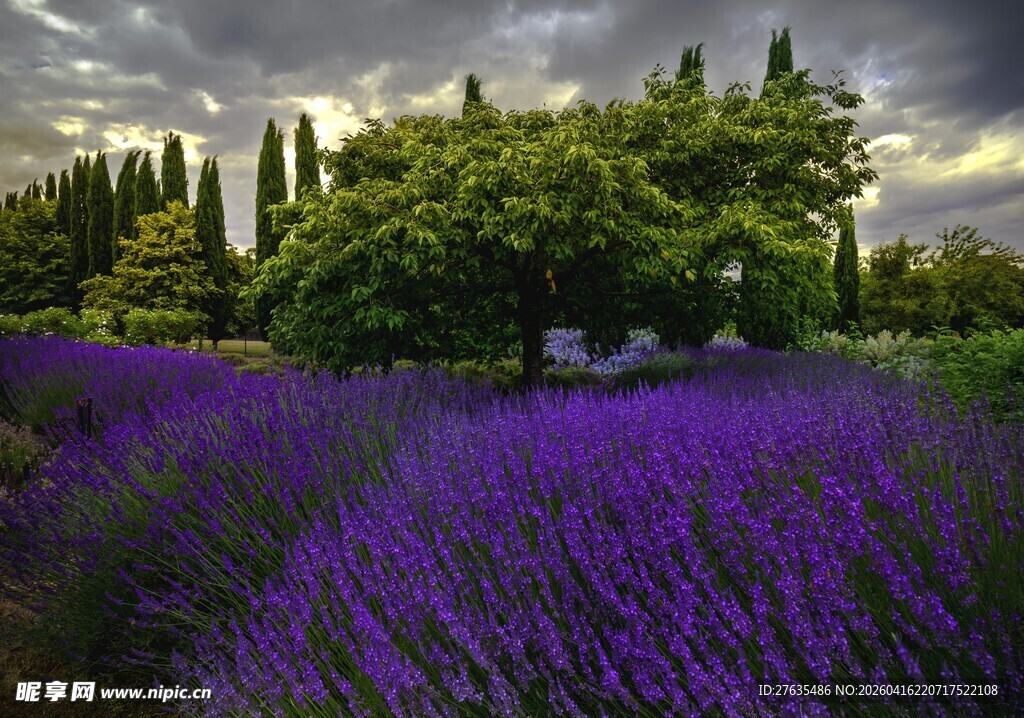 紫色薰衣草田与葱郁树木