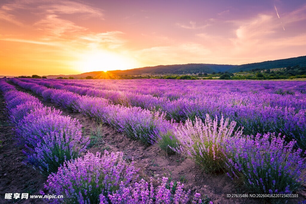 夕阳下的紫色薰衣草花田