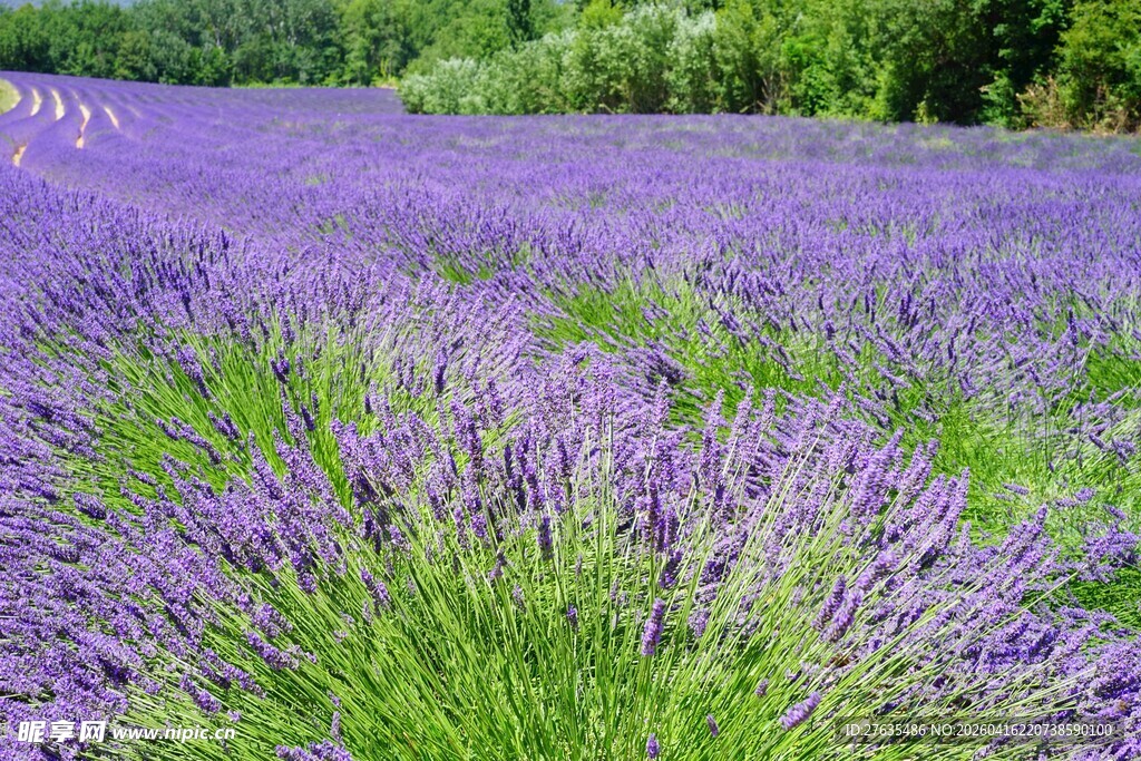 紫色薰衣草花海美景