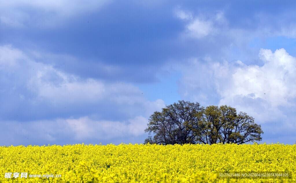 金黄花田中的孤独大树