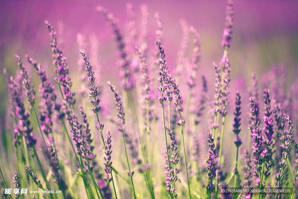 浪漫紫色薰衣草花田