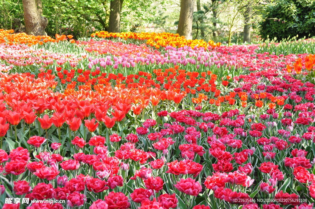 缤纷郁金香花海美景