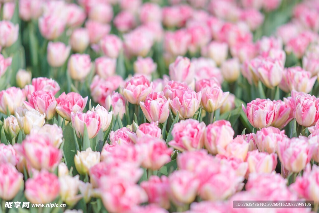 粉色郁金香花海美景