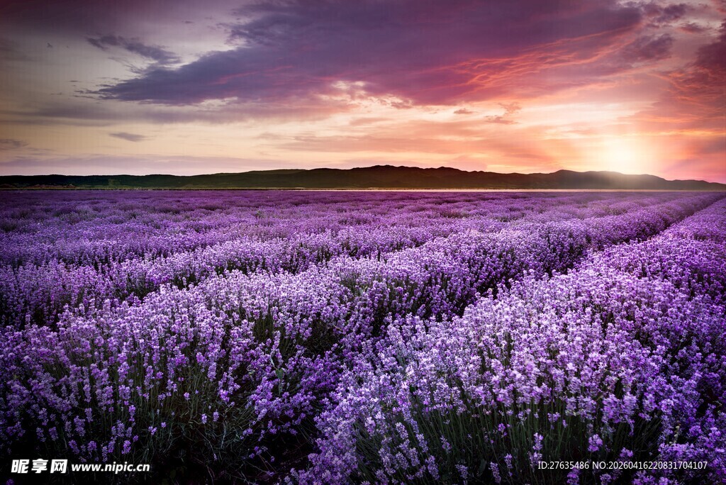紫色薰衣草田的绝美日落