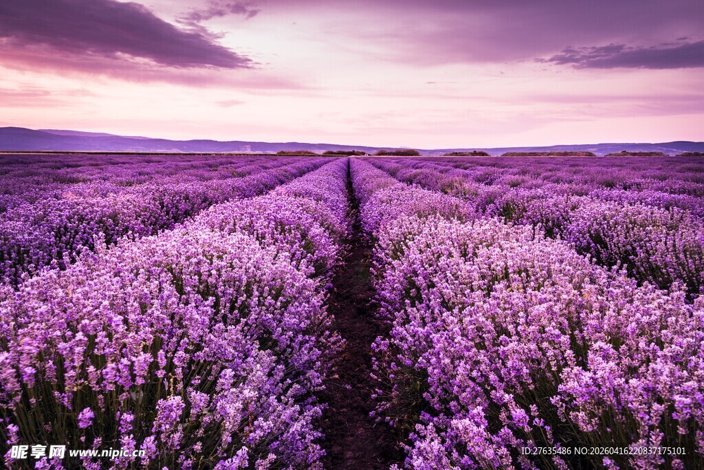 紫色薰衣草田的梦幻美景