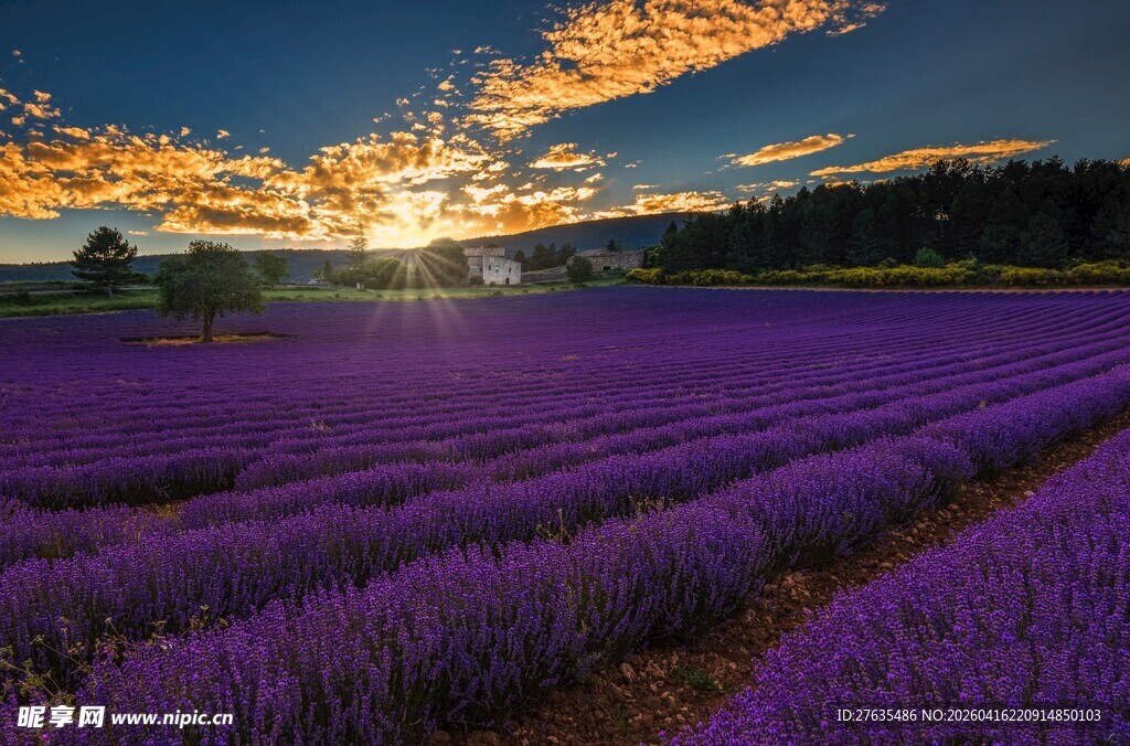 紫色薰衣草田的绝美日落