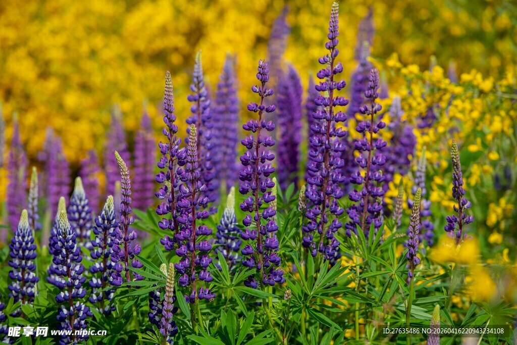 紫色羽扇豆花绽放美景