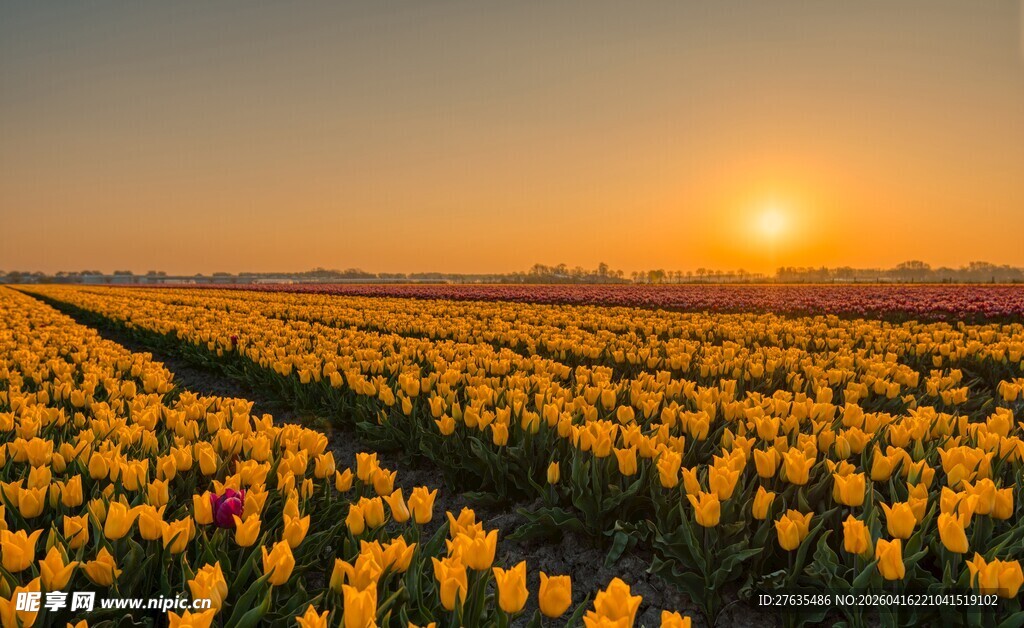 夕阳下的绚烂郁金香花海
