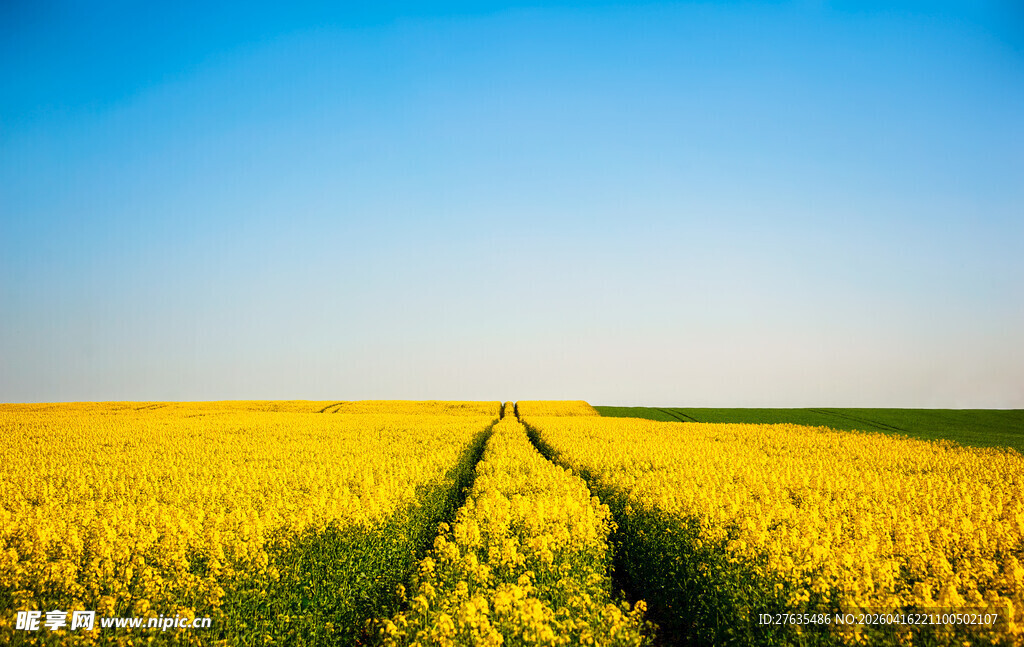 金黄灿烂的向日葵田之路