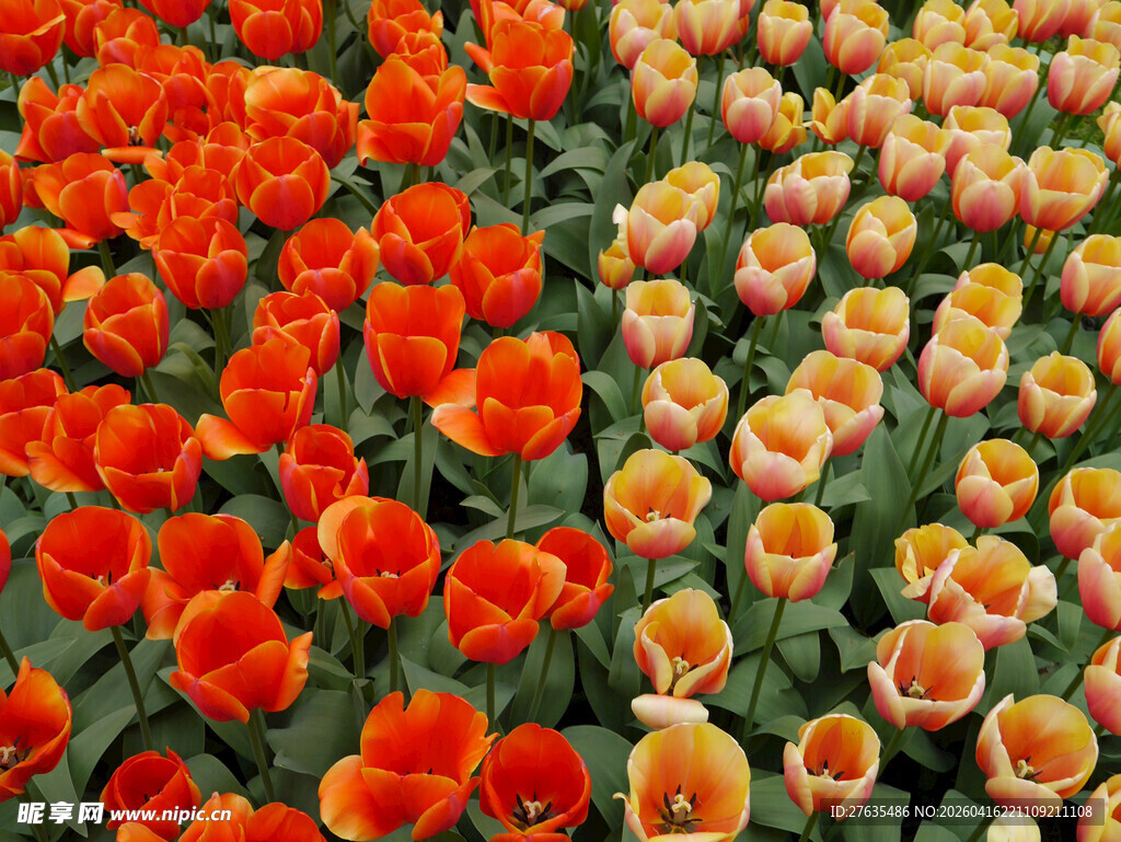 多彩郁金香花田美景