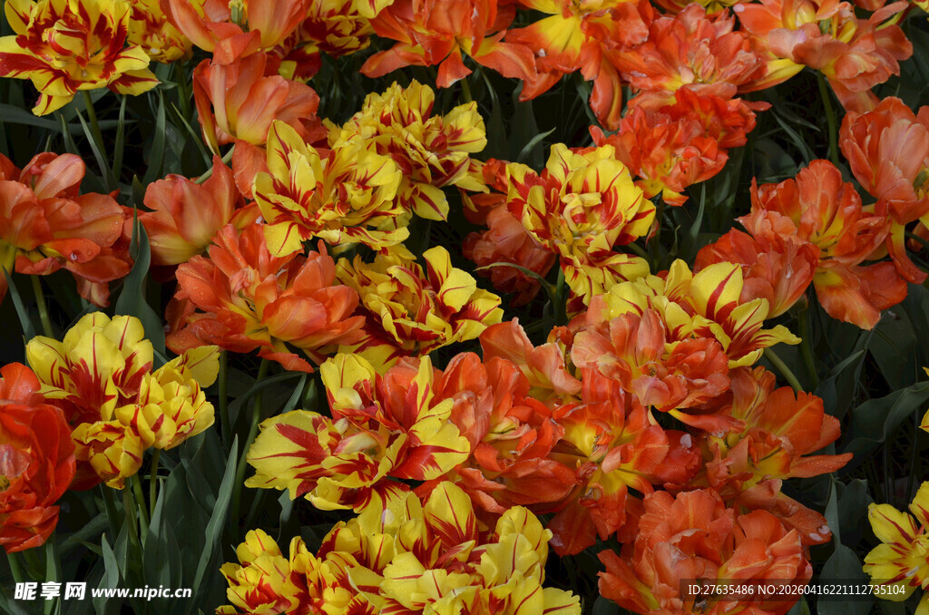 橙黄相间的绚烂花卉