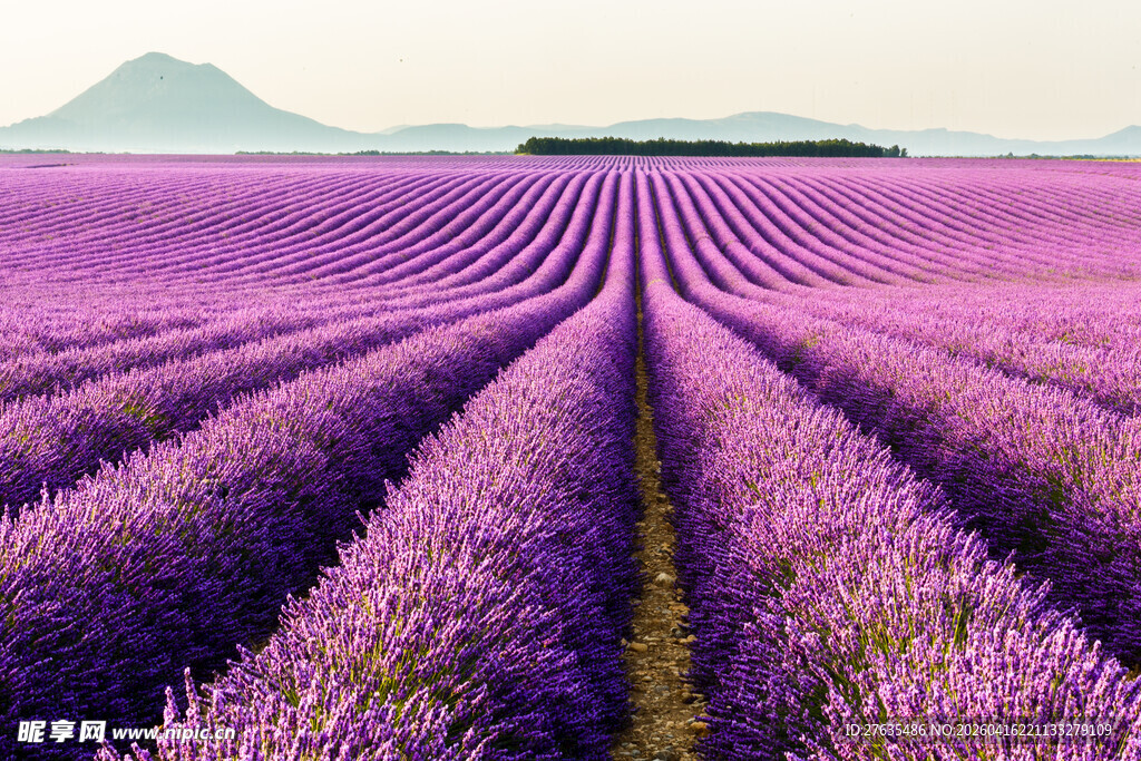 紫色薰衣草田的迷人景致