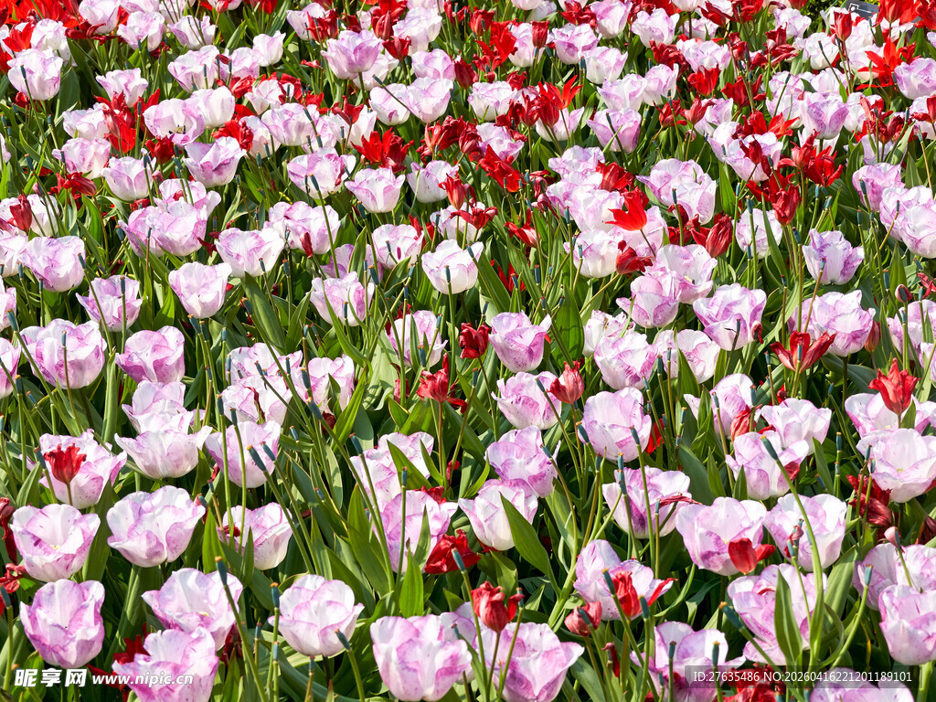 缤纷郁金香花海