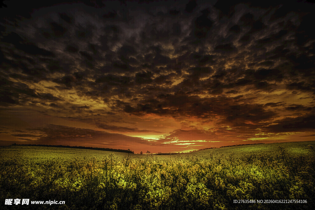 黄昏下的广阔金色田野