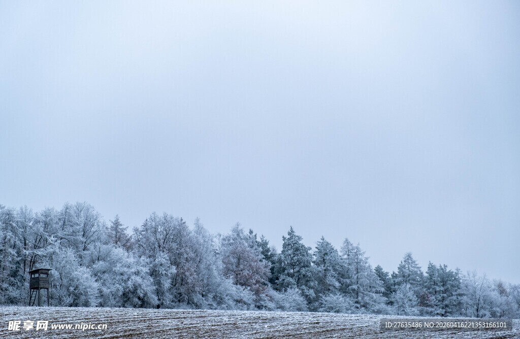 冬日雪景中的银白树林