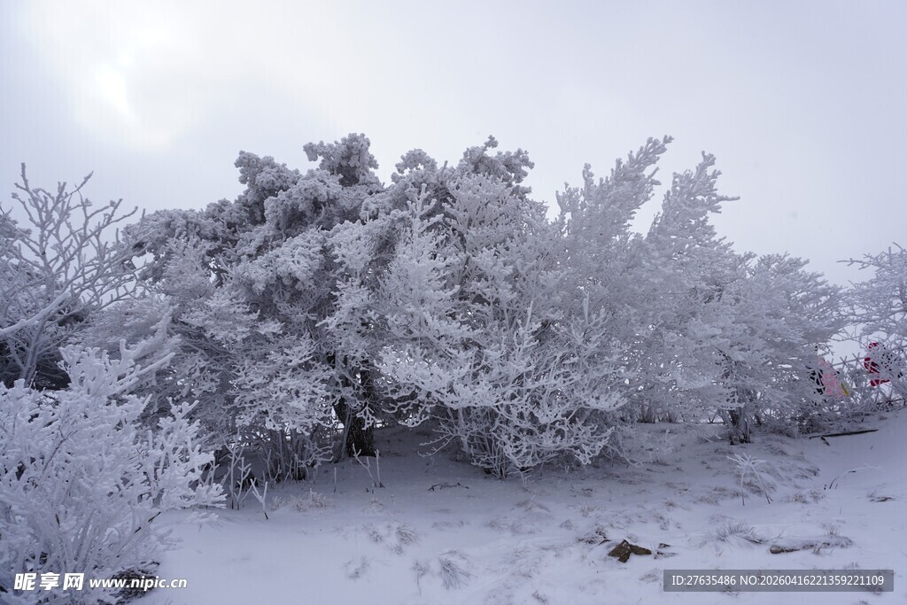 雪覆灌木丛美景