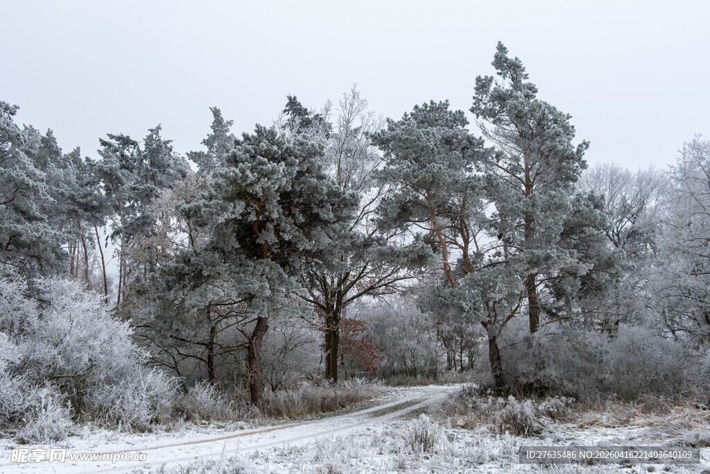 冬日雪覆松林小路