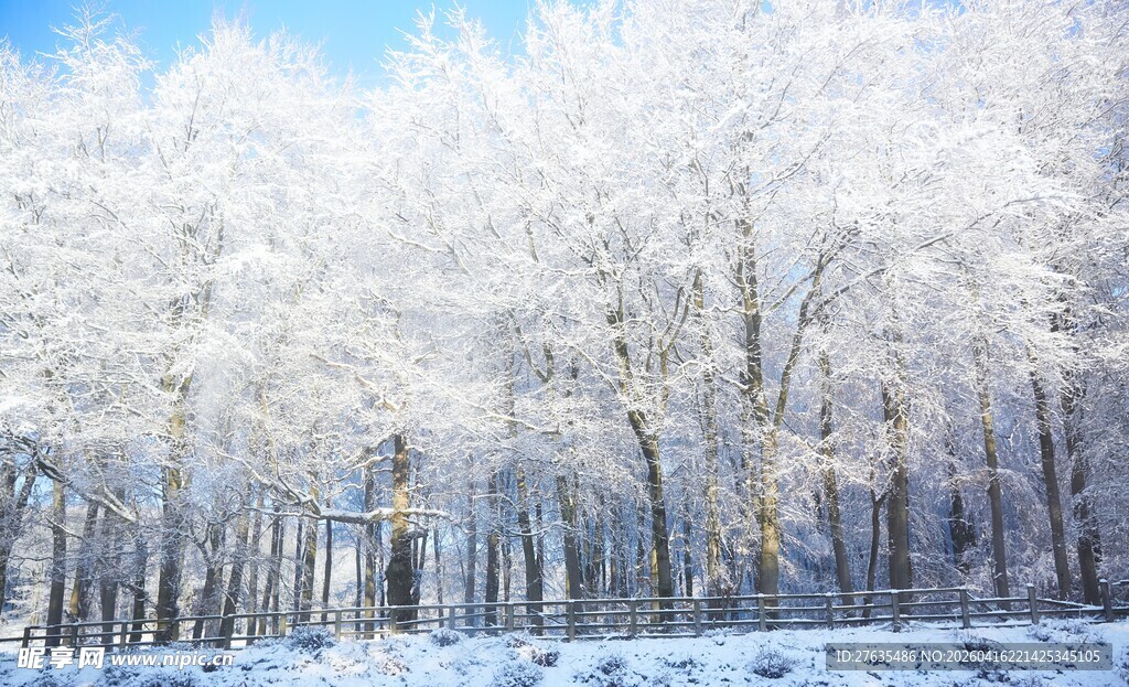 冬日银装素裹的静谧树林