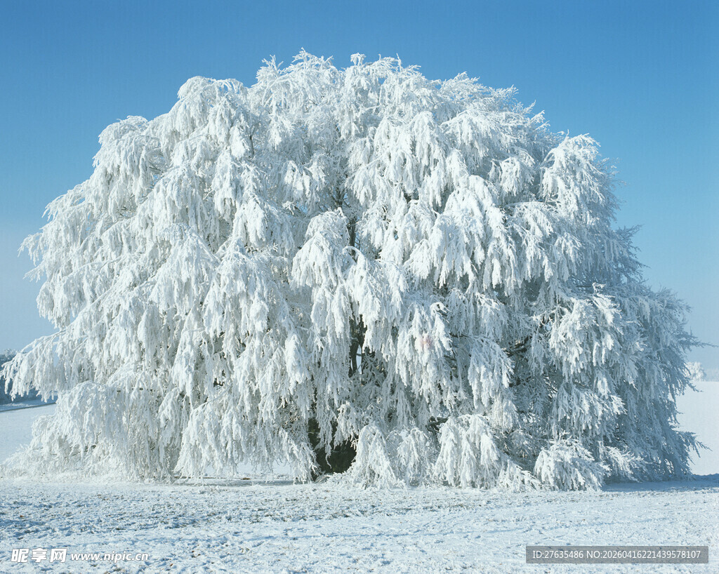 冬日银装素裹的美丽树木
