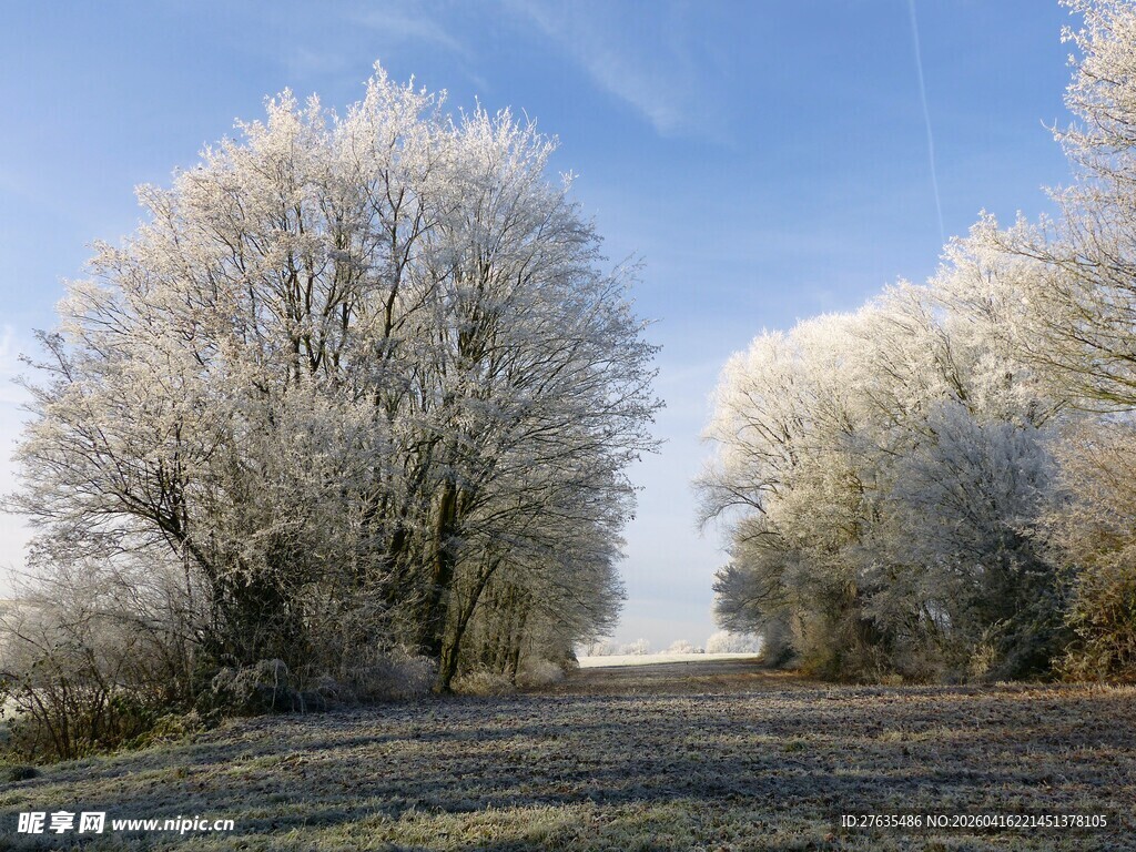 冬日霜覆树木美景