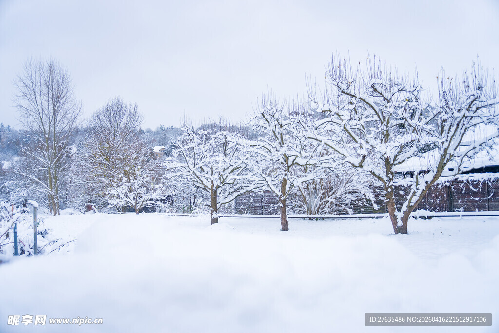 冬日雪景中的树木景观