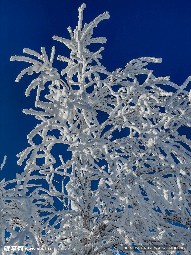 冬日枝头的晶莹冰霜