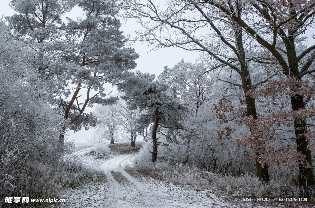 冬日雪覆林间小道