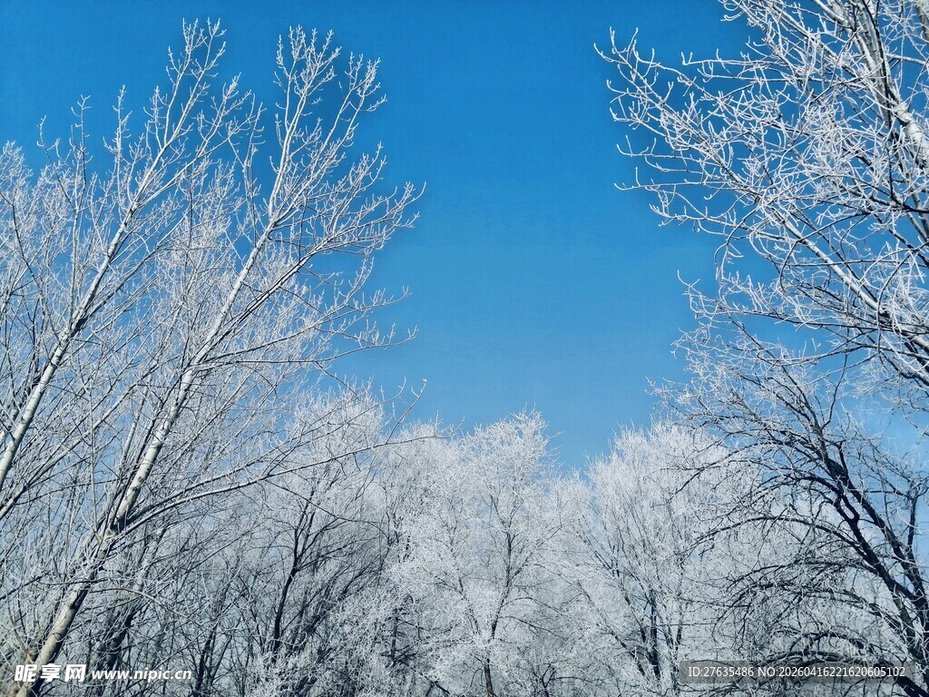 冬日雪景下的银白树林