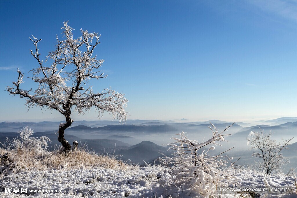 冬日孤树雪景壮美如画