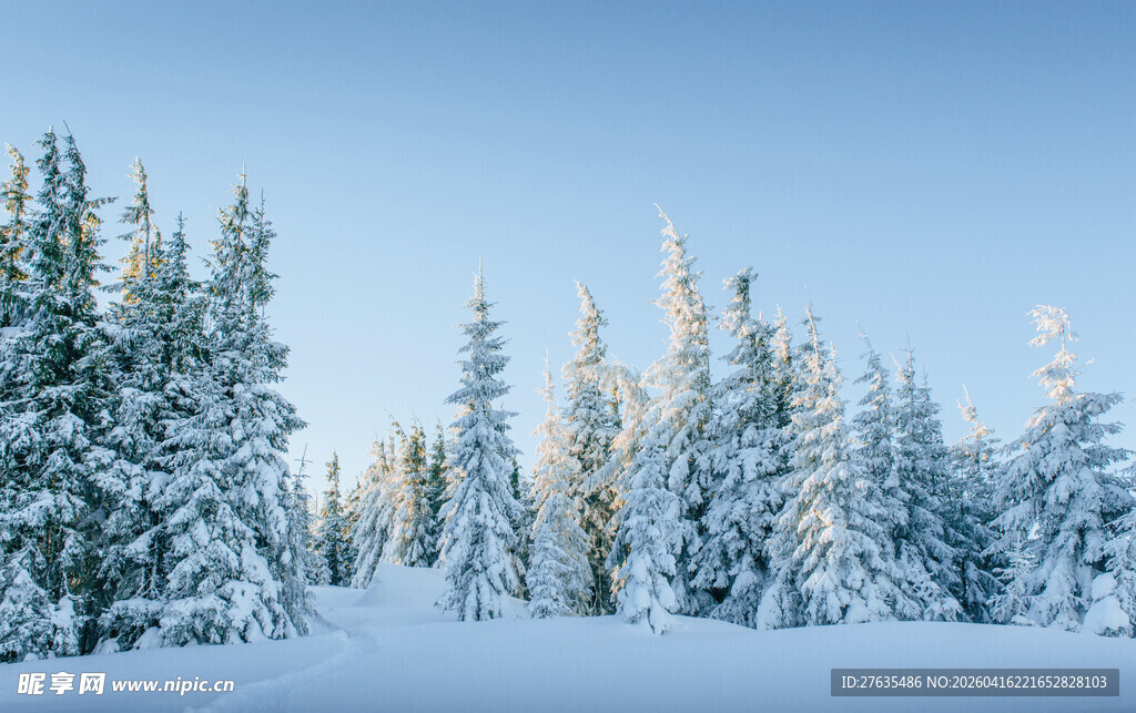 冬日雪景中的雪覆松林
