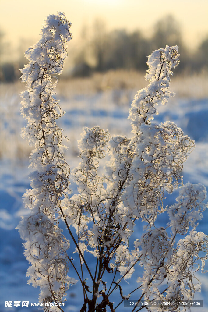 冬日霜花枝头美景