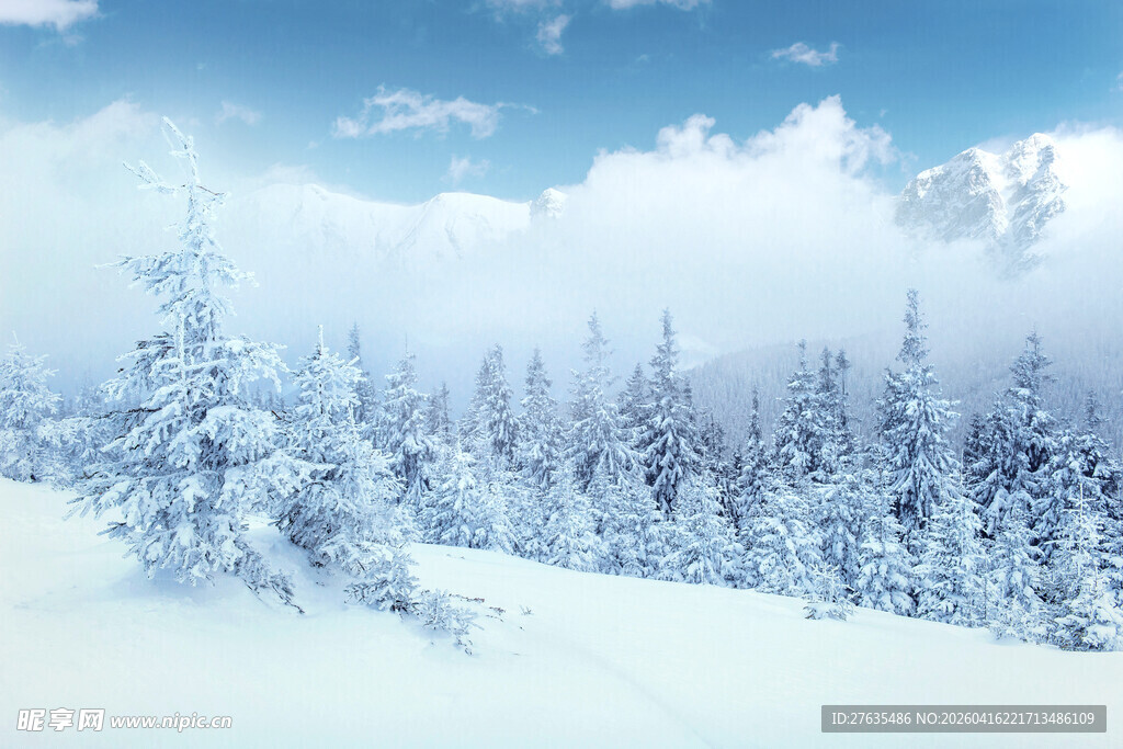 冬日雪景中的静谧森林