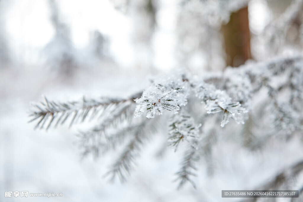 雪覆松枝的冬日美景